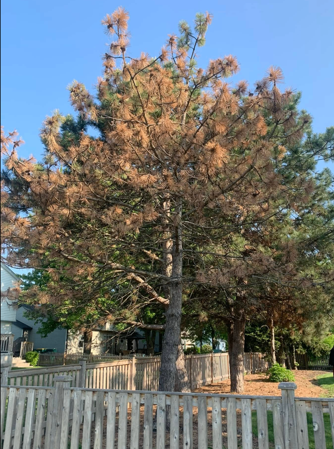 Large dying pine tree before removal in suburban yard