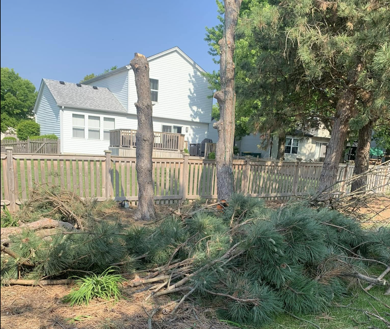 Tree trunks cut down and brush ready for hauling