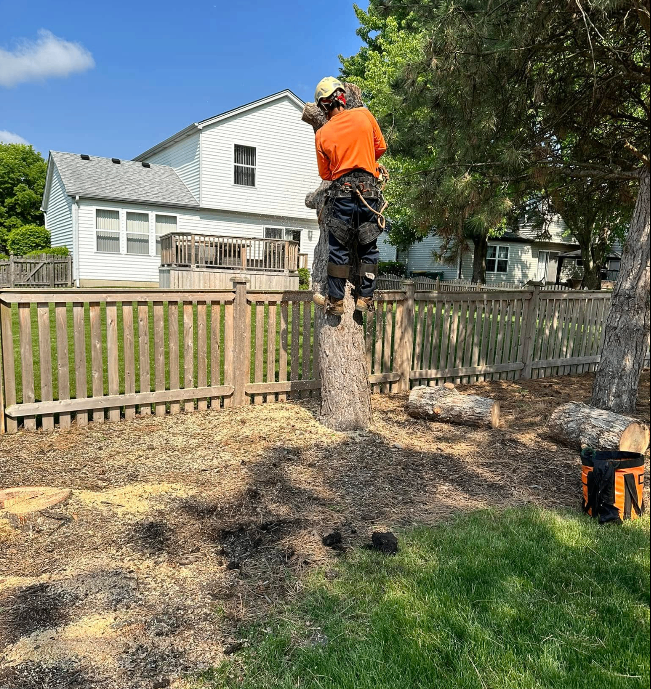 Certified arborist climbing and removing a tree
